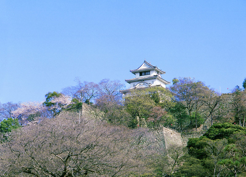 丸亀城と桜